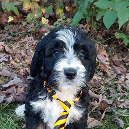 Bernedoodle, Goldendoodle, and Poodle Puppies from Granton Creek