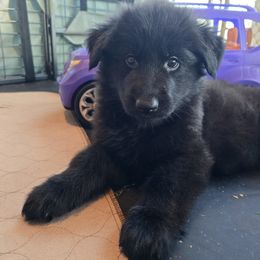 Purple girl - Shiloh Shepherd puppy from Stunning Shiloh Shepherds