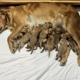 Purple - Golden female Golden Retriever puppy in Leadore, Idaho from Gunsight Goldens
