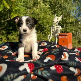 Dangerous - Tri-color male Border Collie puppy in Alexander, Maine from High Velocity Stockdogs