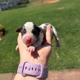 Alpha - Blue merle male Miniature Australian Shepherd puppy in Weatherford, Texas from F & T Aussies