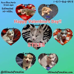 Pomsky Puppies from Ultimate Pomskies LLC