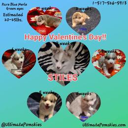 Pomsky Puppies from Ultimate Pomskies LLC