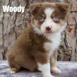 Woody - Red tri-color male Australian Shepherd puppy in Grapeland, Texas from Smokin K Aussies