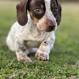 Dachshund Puppies from Dachshunds of Bunch