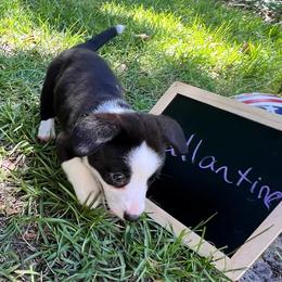 Ballentines - Black and white male Cardigan Welsh Corgi puppy in Crystal River, Florida from Coopers Korner