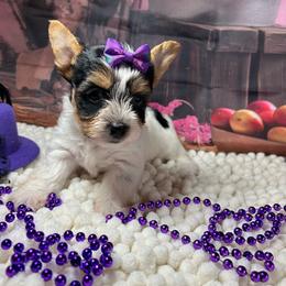 Girl 1 (1800) - Parti female Yorkshire Terrier puppy in Douglas, Georgia from Southern Georgia Yorkies and biewers