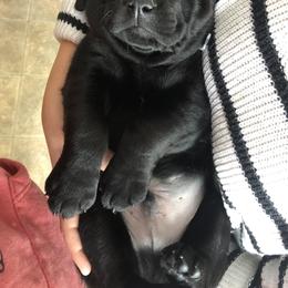 Labrador Retriever Puppies from Brookside Labrador Retrievers