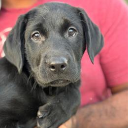Duck - Black male Labrador Retriever puppy in Archer Lodge, North Carolina from Archer Lodge Labradors