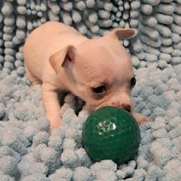Chloe - Cream and white female Chihuahua puppy in Branford, Florida from Mbjs Doxies and chihuahuas
