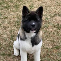 Akita Puppies from Excel Shu-Ku Akitas