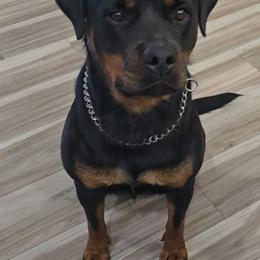 Xandi - Black and mahogany female Rottweiler puppy in Lake City, Florida from Haus Der Wut Kennels