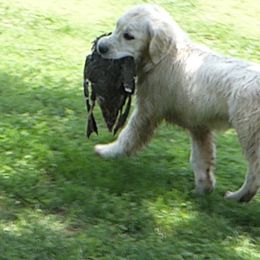 Golden Retriever Puppies from Barafields Golden Retrievers