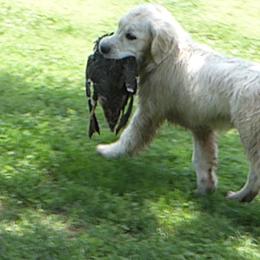 Golden Retriever Puppies from Barafields Golden Retrievers