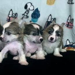 Chinese Crested Puppies from Halcyon Chinese Cresteds
