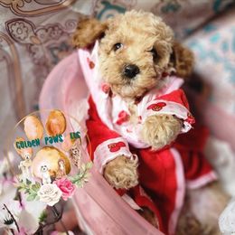 Cockapoo and Poodle Puppies from Golden Paws