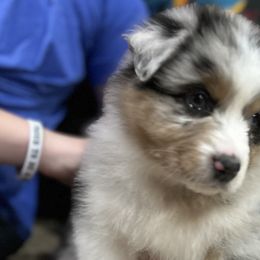 Australian Shepherds from Kade’s Stock Dogs