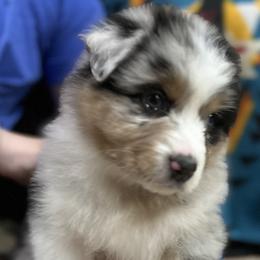 Australian Shepherds from Kade’s Stock Dogs