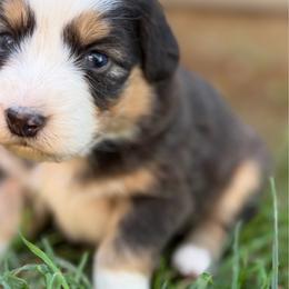 Girl 3 - Black tri-color female Australian Shepherd puppy in Oakridge, Oregon from Middle Fork Australian Shepherds