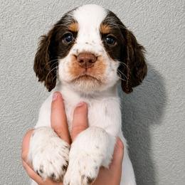 Gus Gus - Tri-Roan male English Springer Spaniel puppy in Fort White, Florida from Thunderbird Springers