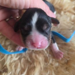 Philia - Tri-color male Cavalier King Charles Spaniel puppy in Springfield, Missouri from Caney Mountain Cavaliers LLC