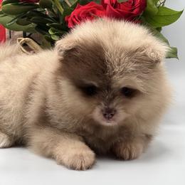 Truffle - Chocolate merle male Pomeranian puppy in Brentwood, California from Royalpawpoms