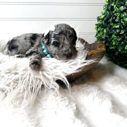 Brittany - Black and silver female Havapoo puppy in from Pink Poodles and Doodles