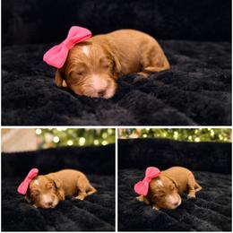 Tinsel - Red female Australian Labradoodle puppy in Summerfield, North Carolina from Four Oaks Labradoodles