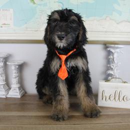 Boy 2 - Phantom Bernedoodle puppy in Riverdale, Utah from La Di Da Doodles