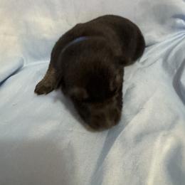 Blue - Black and tan male German Shepherd puppy in La Follette, Tennessee from Moore German Shepherds