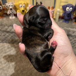 Honey - Chocolate brindle female Havanese puppy in Orange, California from Havanese Bragger’s