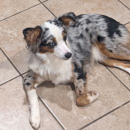 Poppy - Miniature American Shepherd