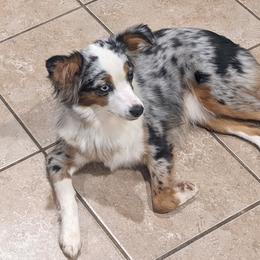 Poppy - Miniature American Shepherd
