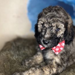 Chicken Waffles and Molasses - Goldendoodle puppy in Charlotte, North Carolina from Ben and Jerry Doodles