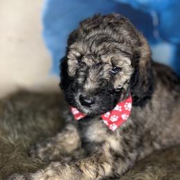 Chicken Waffles and Molasses - Goldendoodle puppy in Charlotte, North Carolina from Ben and Jerry Doodles