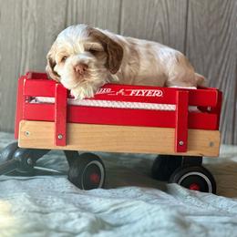 Rocky - Red and white male Cocker Spaniel puppy in Salt Lake City, Utah from Sego Lily Cockers