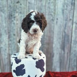 Boomerang - Chocolate male Labradoodle puppy in Elizabeth City, North Carolina from Howdy Doodles