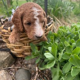 St. Basil - Apricot male Goldendoodle puppy in Denison, Iowa from Violet View Iowa Goldendoodles