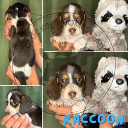 Raccoon - Piebald male Dachshund puppy in Fond Du Lac, Wisconsin from Clucking Homestead Springers & Dachshunds
