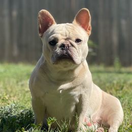 Allure - French Bulldog