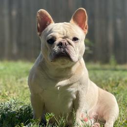 Allure - French Bulldog