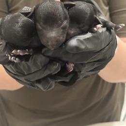 Bedlington Terrier Puppies from Little Starz Bedlington