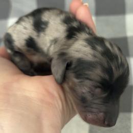 Comet - Dapple male Dachshund puppy in Mountain Home, Arkansas from The Teacup Homestead Miniature Dachshunds