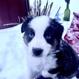 Dustin - Dilute blue male Australian Shepherd puppy in Marshfield, Vermont from Discovery Hill Australian Shepherds