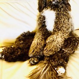 Goldendoodle Puppies from Labradoodleday