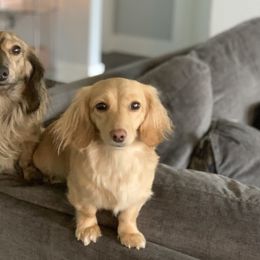 Dachshunds from Fitzpatrick's Irish Cream Doxies