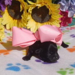 Callie - Black female Shihpoo puppy in Delphos, Ohio from Route 66 Poodles & Doodles, Sapphire Shih-tzu's of Ohio