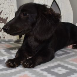 Wednesday - Dachshund
