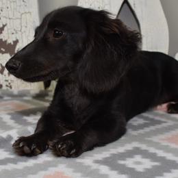 Wednesday - Dachshund