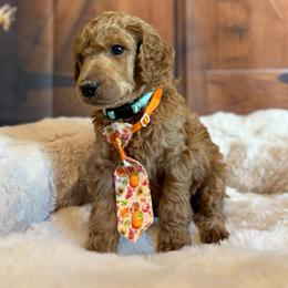 Benedict - Apricot male Poodle puppy in Fountain, Florida from Silva Royale Standard Poodles